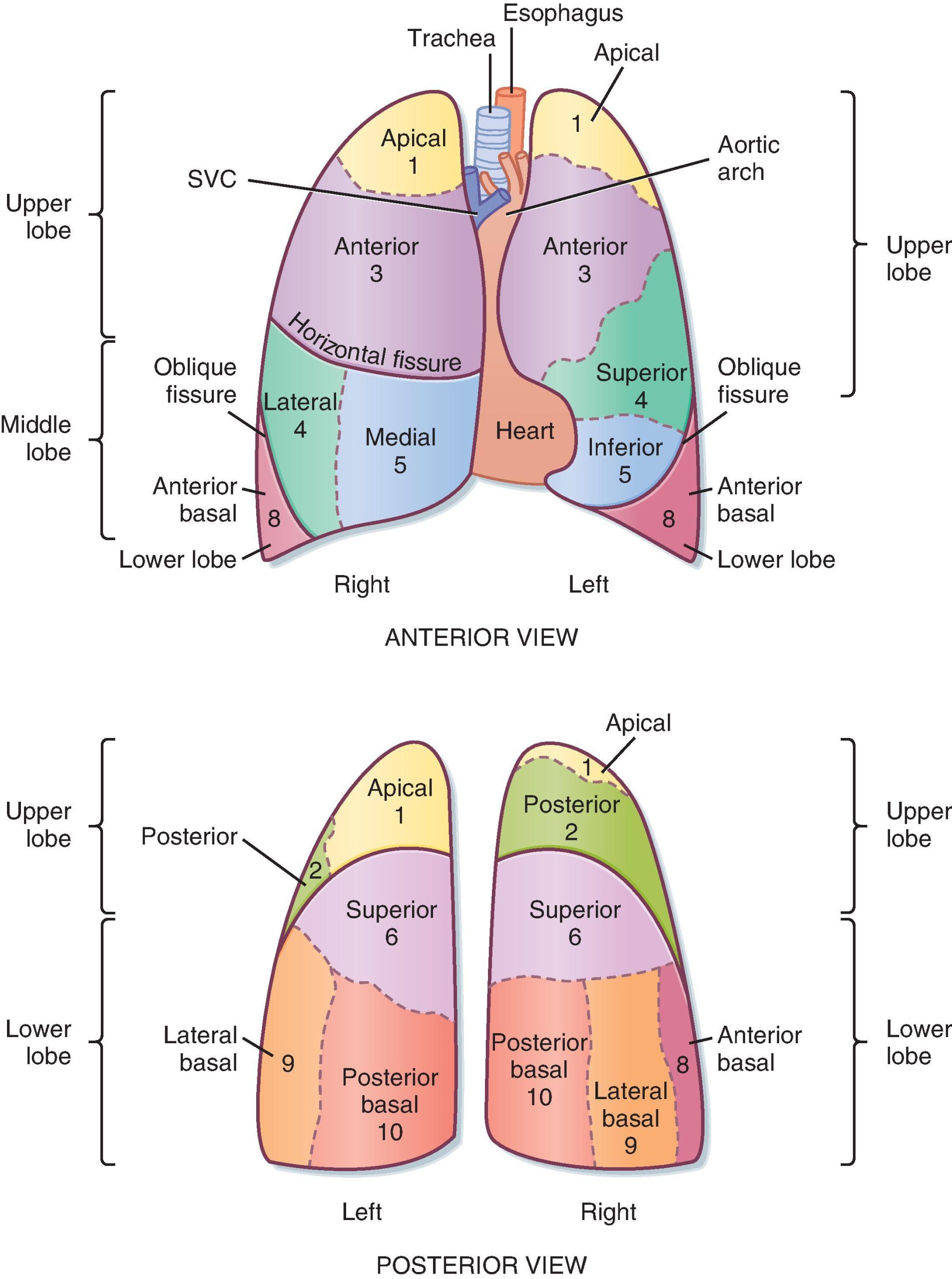 Lung Lobes Anatomy Posterior